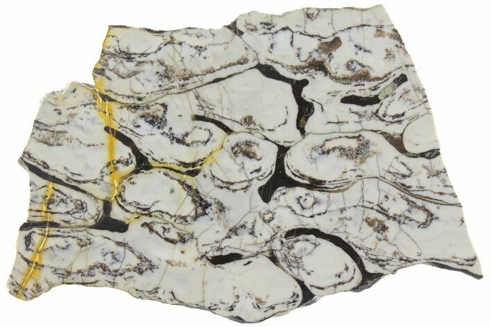 Polished Mesoproterozoic Stromatolite - Siberia #180083